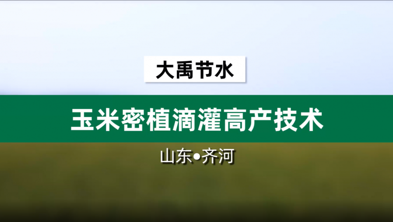 米兰体育玉米密植滴灌高产技术· 山东省齐河县豆腐窝灌区